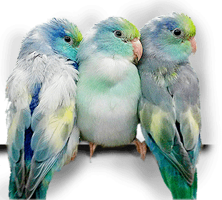Parrotlet Mutations - Colors Rare