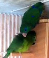Spectacled Parrotlets