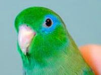 Spectacled Parrotlet - Google
