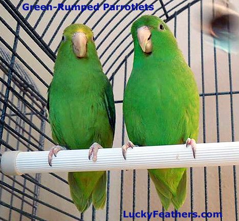 How do you care for a parrotlet?
