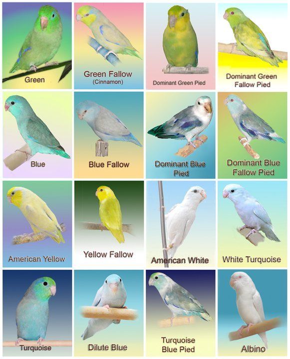 Parrotlet Color Mutations