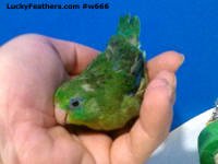 xtremely rare spectacled parrotlet